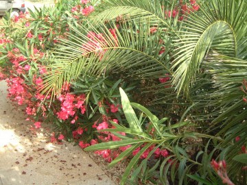 medium_18-02-06029.jpg
